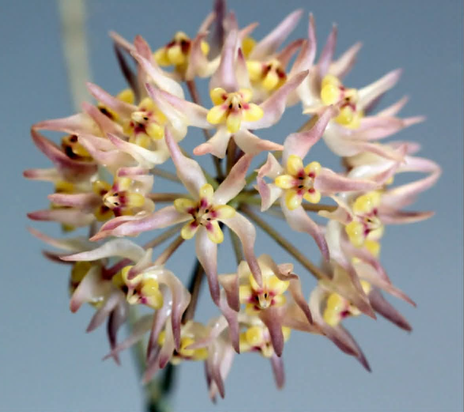 Hoya ruthiae (UT168).png