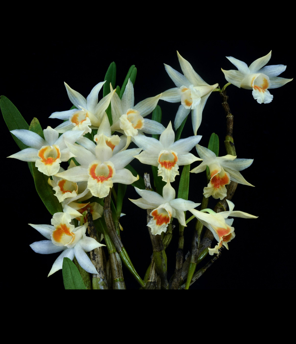 Dendrobium williamsonii.png