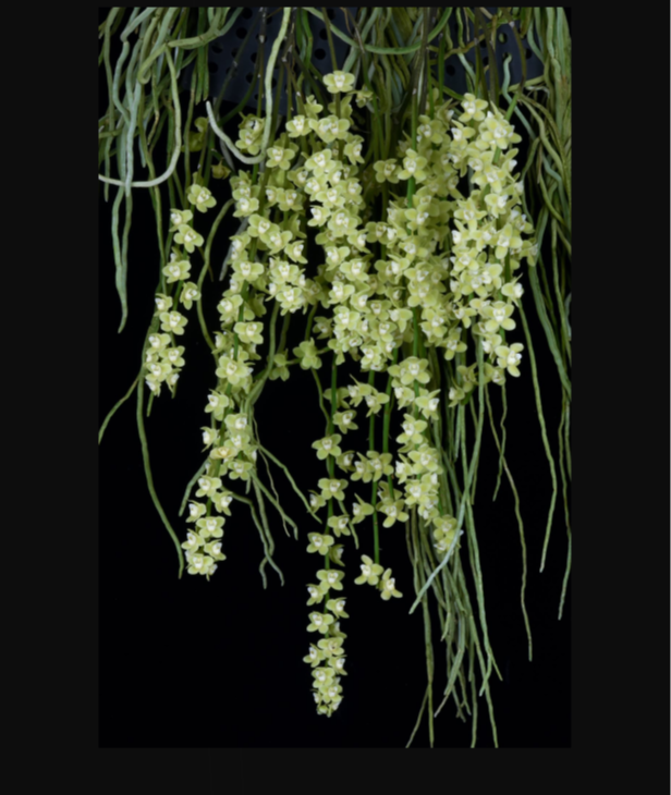 Chiloschista viridiflava