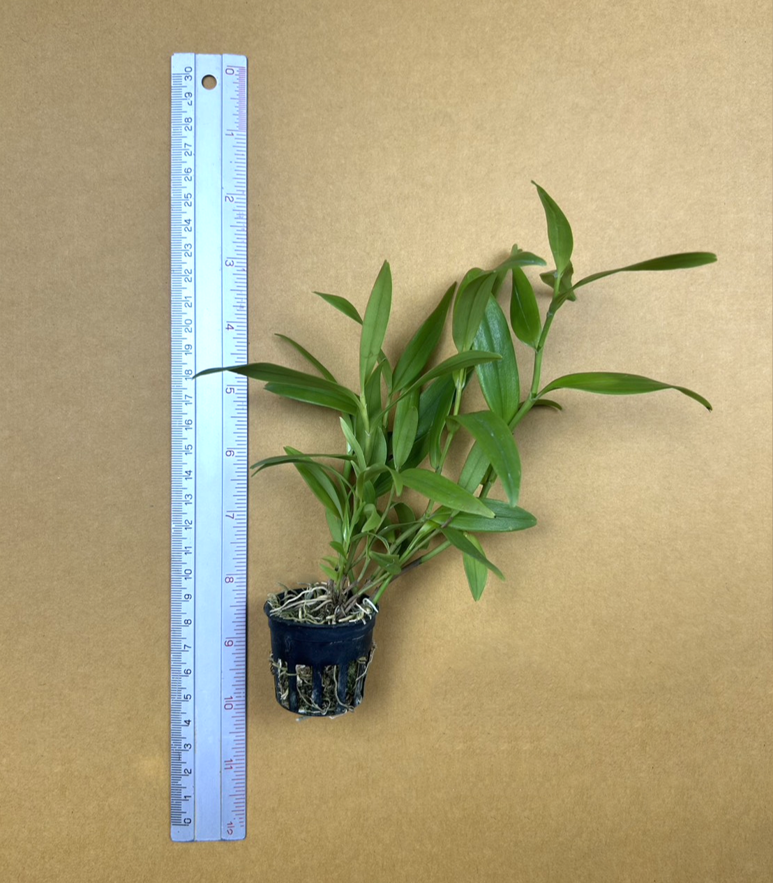 Den.+ostrinum+var.+ochroleucum+1.png