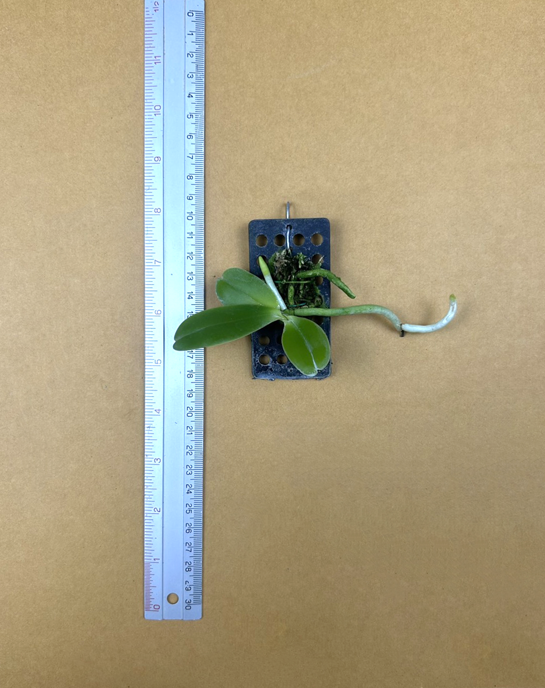 16 Phalaenopsis marriottiana.png