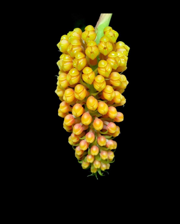 Robiquetia-cerina-_Yellow-form_-67.png