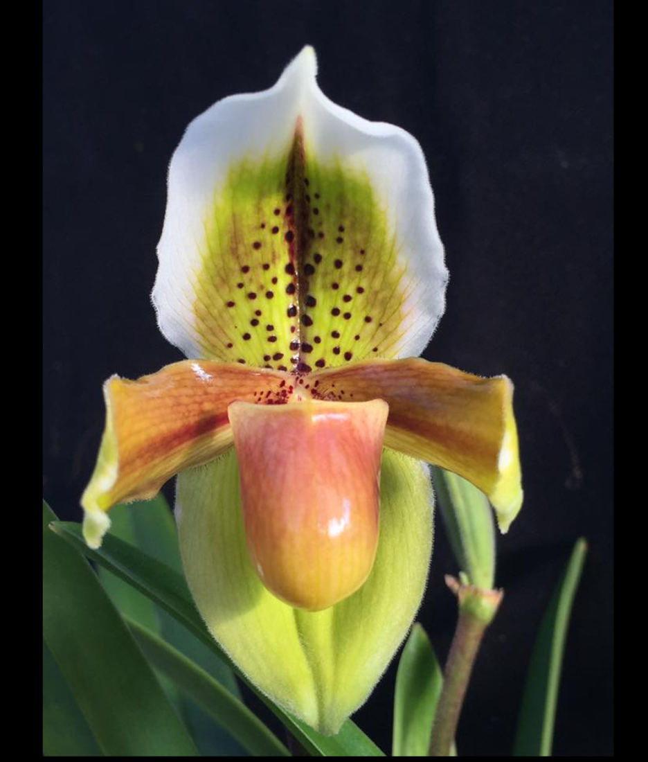 Paphiopedilum exul.png