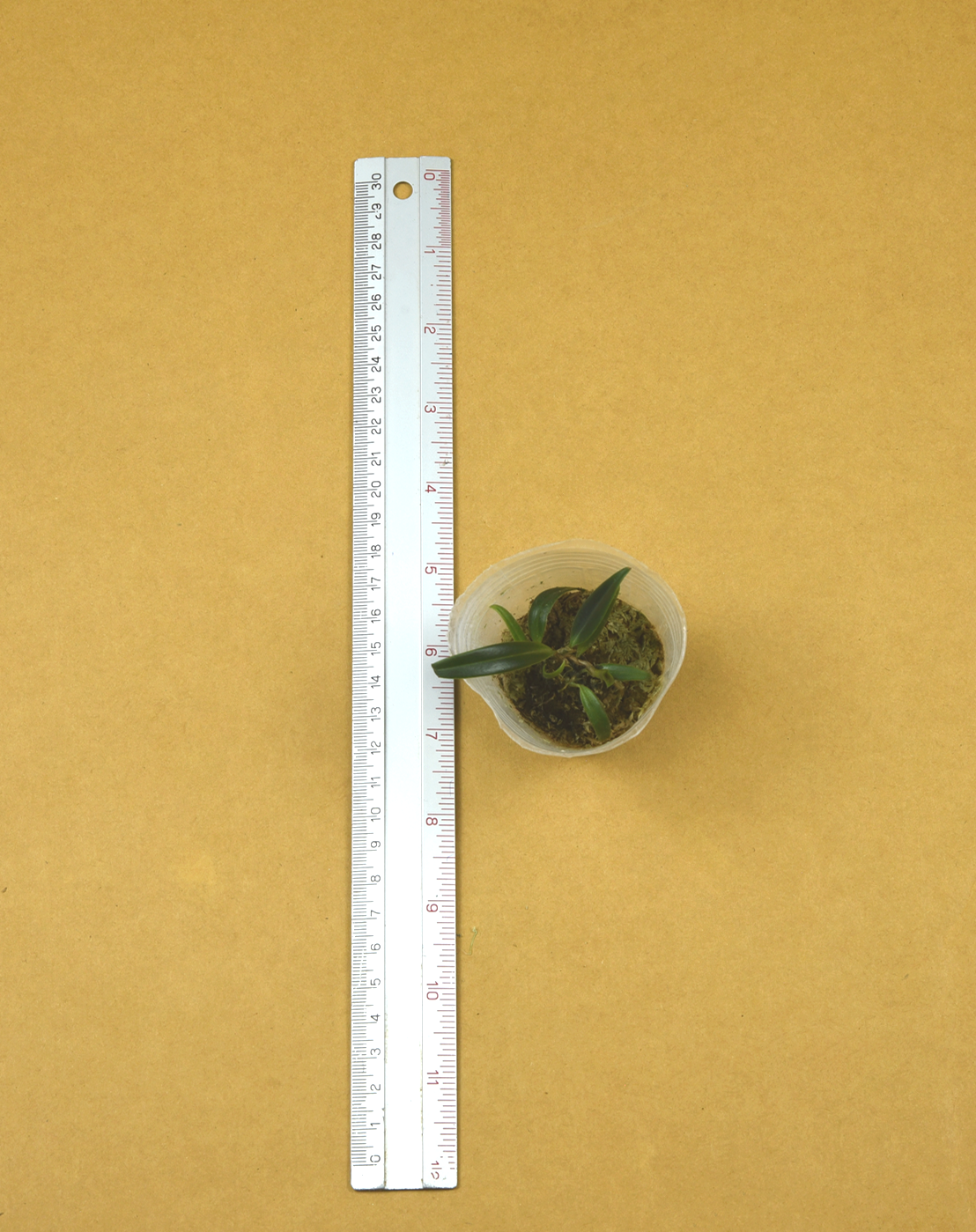 16+Bulb.+kubahense.png