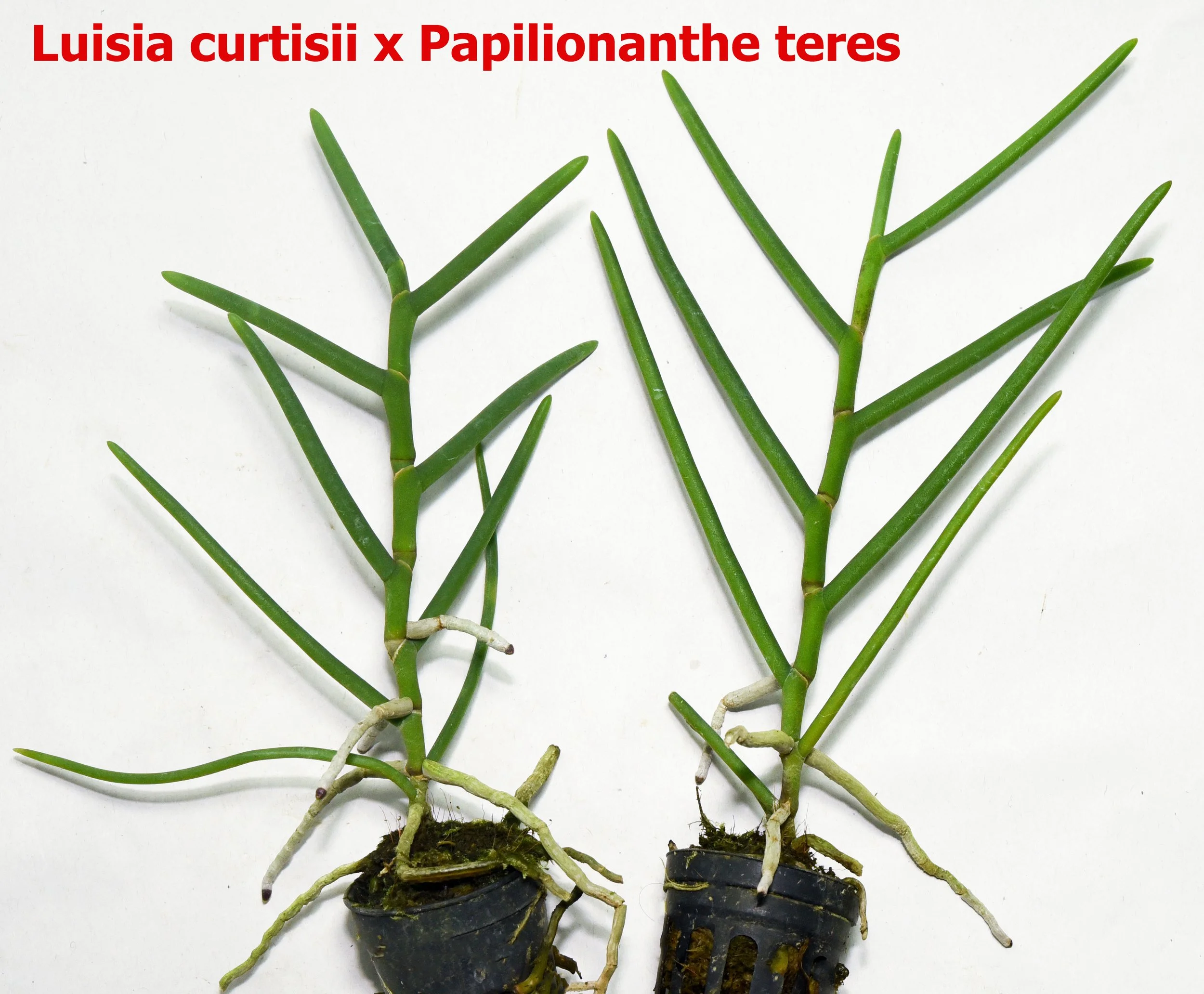Luisia curtisii x Papilionanthe teres.jpg