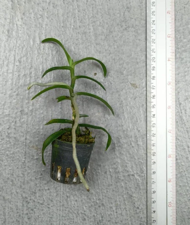 23 Vanda spathulata.jpg
