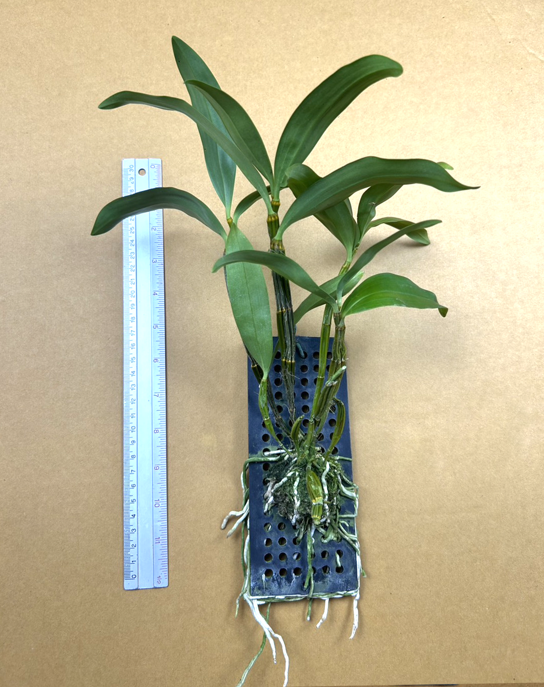 Den.thyrsiflorum.png