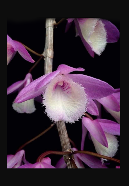 Dendrobium aphyllum
