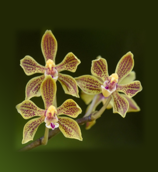 Phalaenopsis-natmataungensis-67.png