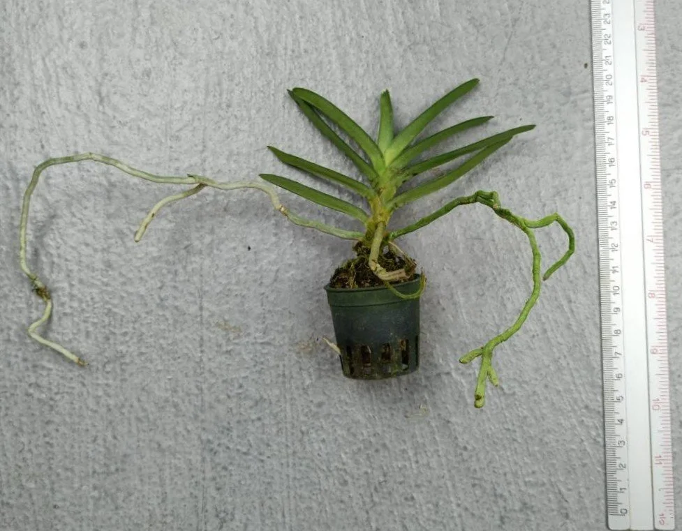Vanda cristata x Renanthera imschootiana.jpg