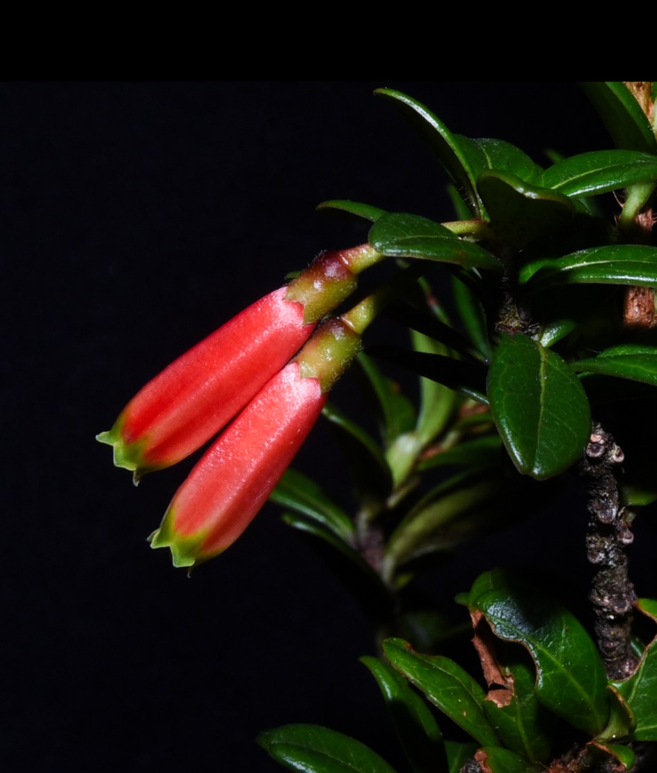 Agapetes hosseana.png