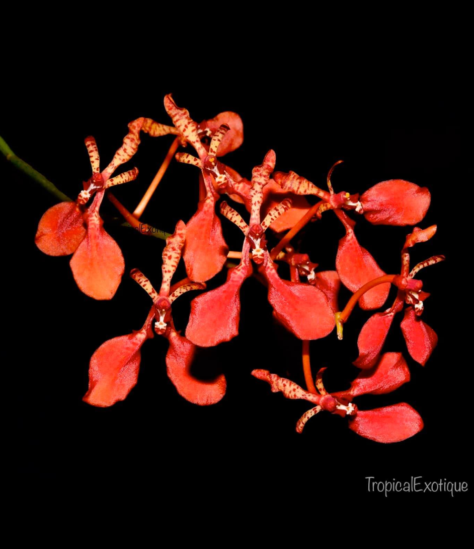 Renanthera imschootiana.png