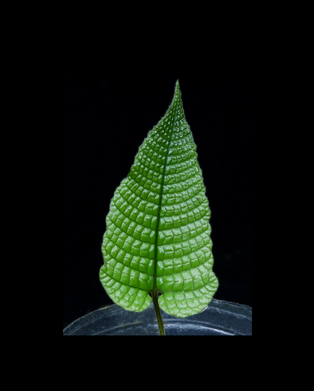 Thelypteris simplex-67.png