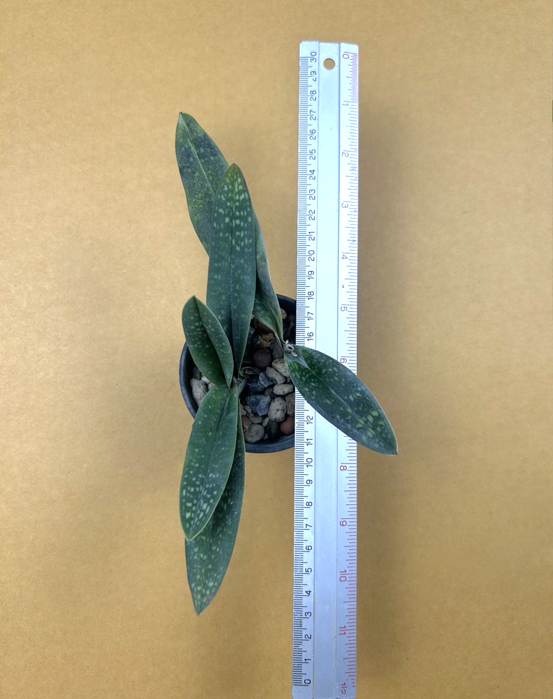 2 Paph. micranthum.png