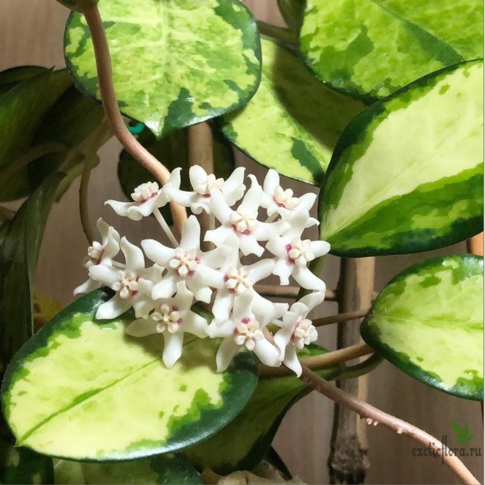 Hoya australis Lisa.png