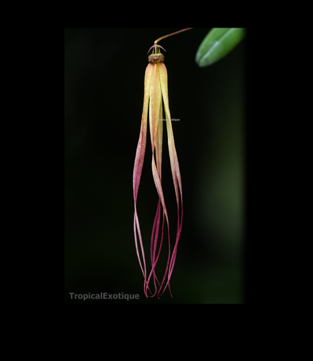 Bulbophyllum+treschii+x+Bulbophyllum+scotinochiton-67.png