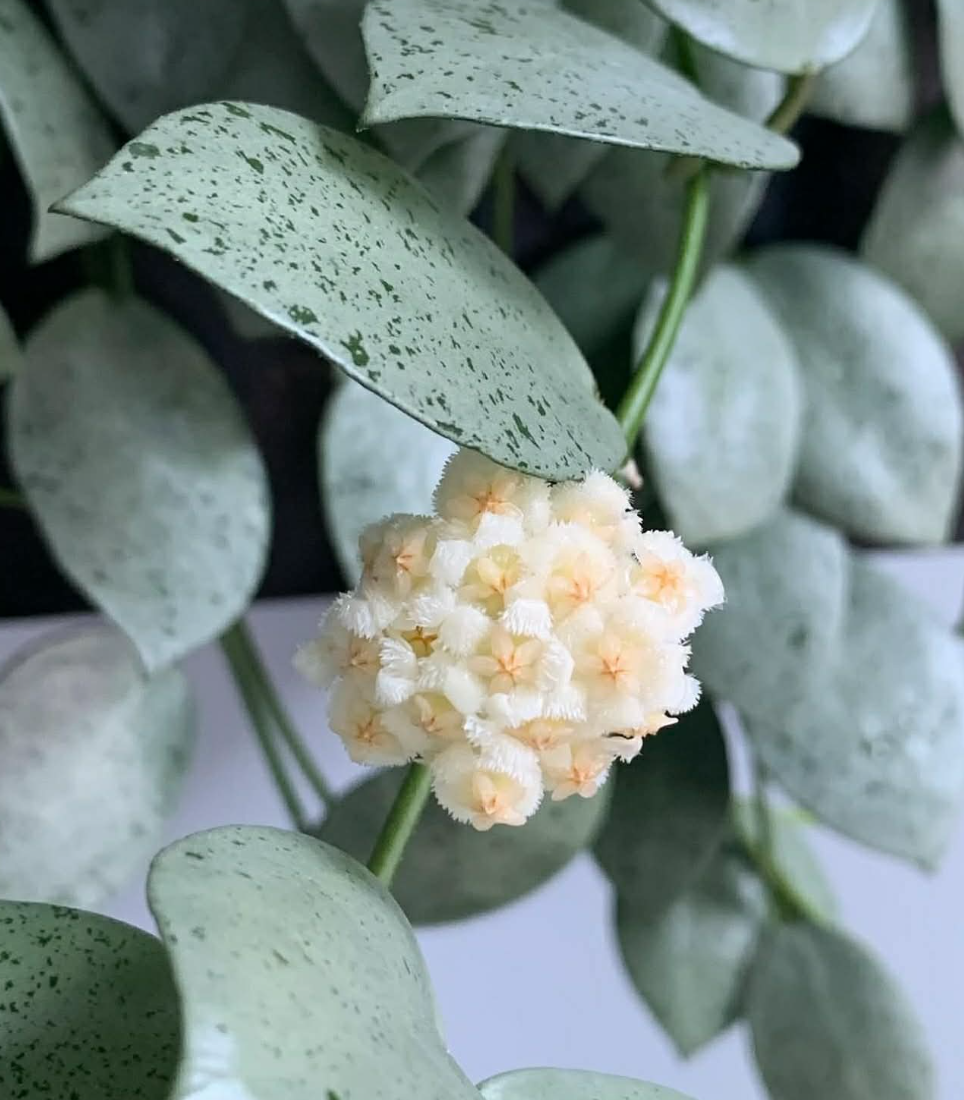 Hoya lacunosa Silver.png