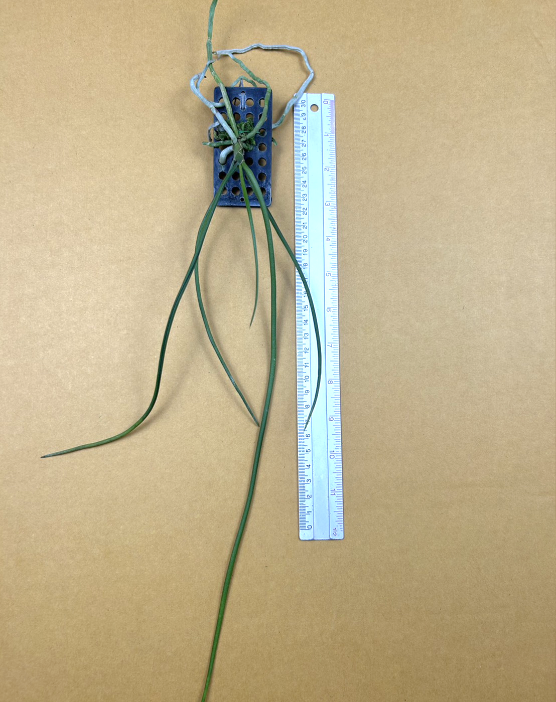 Holcoglossum subulifolium x Paraphalaenopsis labukensis 1.png