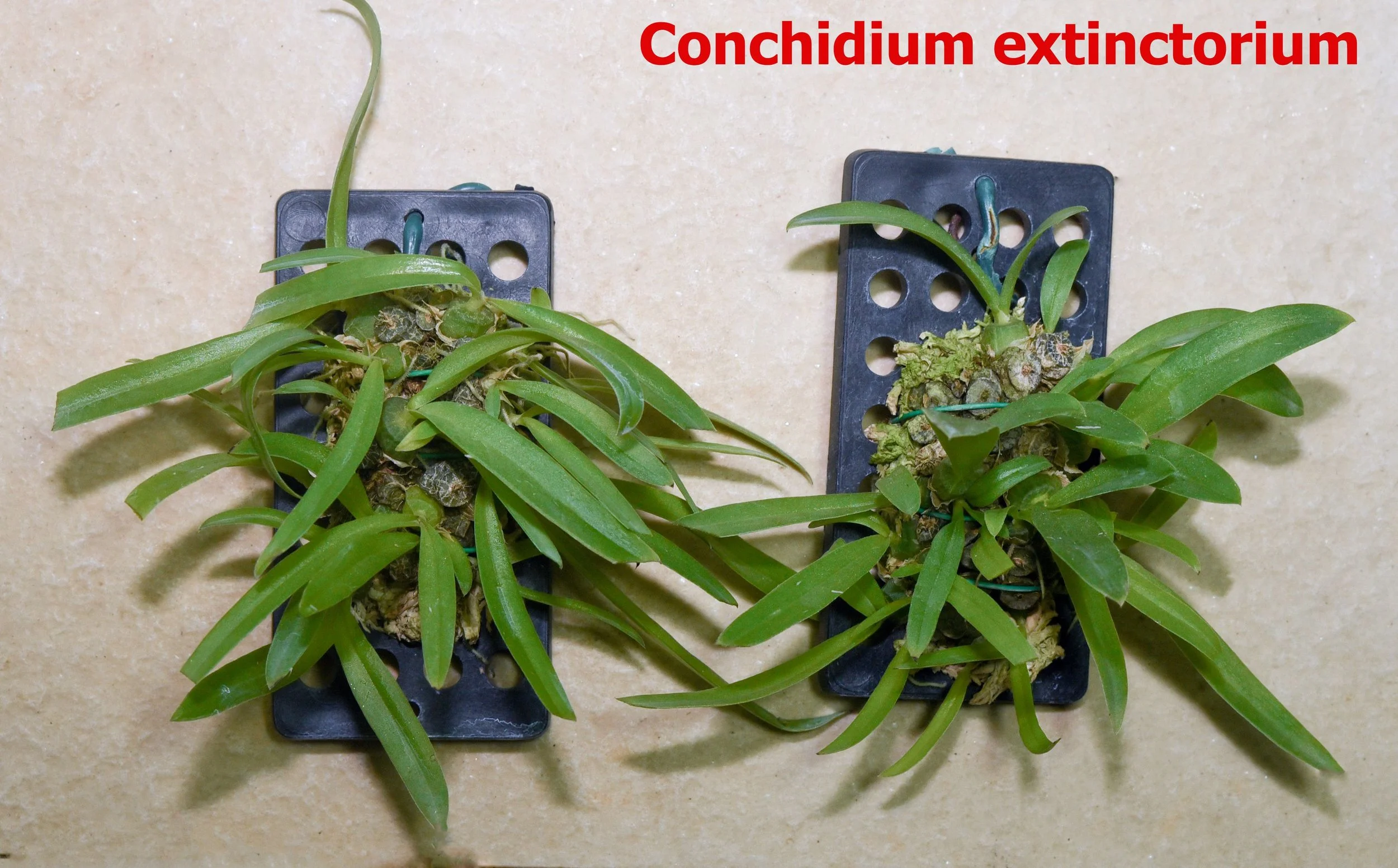 Conchidium extinctorium1.jpg