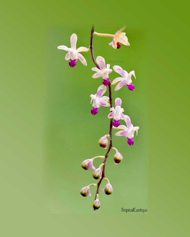Stereochilus pachyphyllus