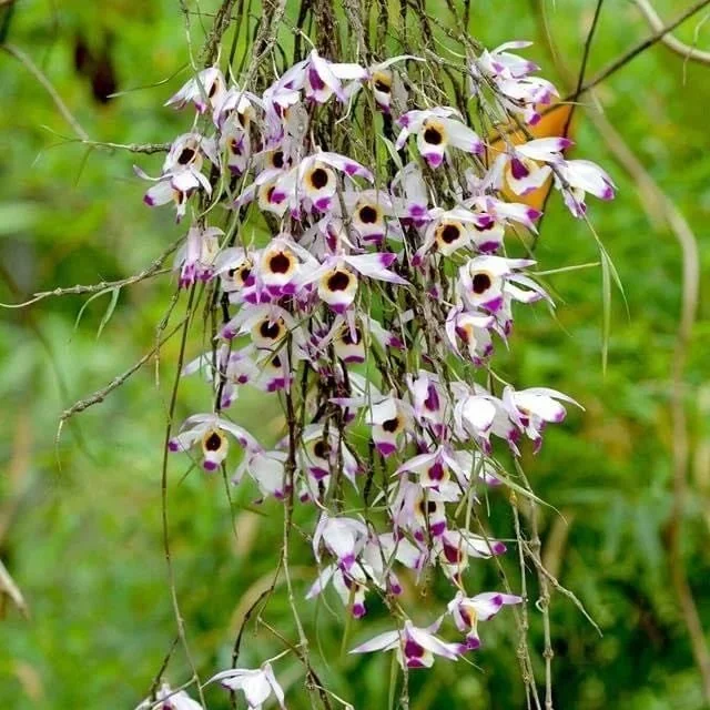 Dendrobium falconeri (Large)