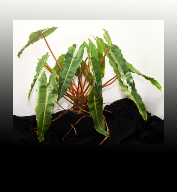 Philodendron billietiae