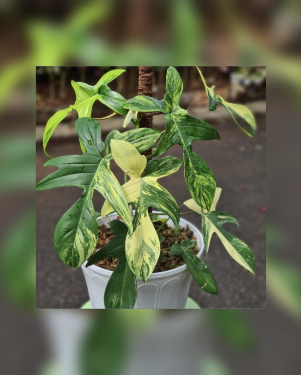Philodendron Florida Beauty-67.png