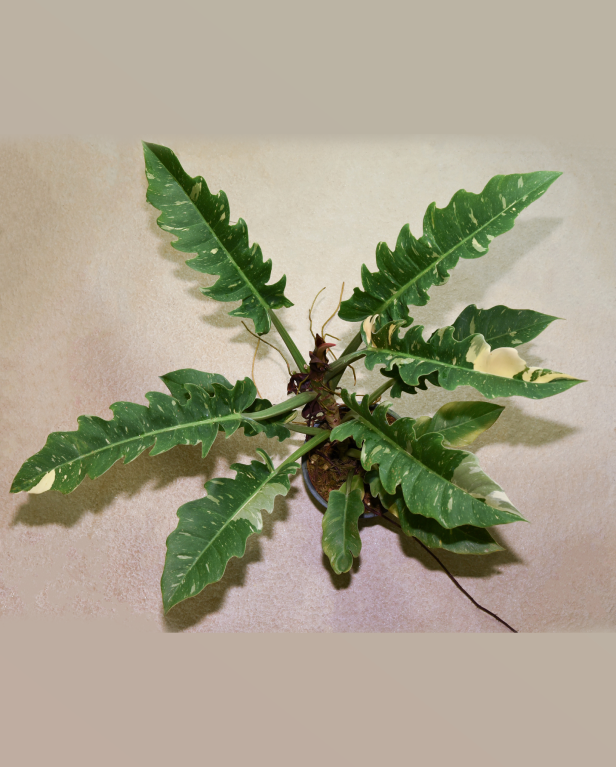 Philodendron Ring of Fire