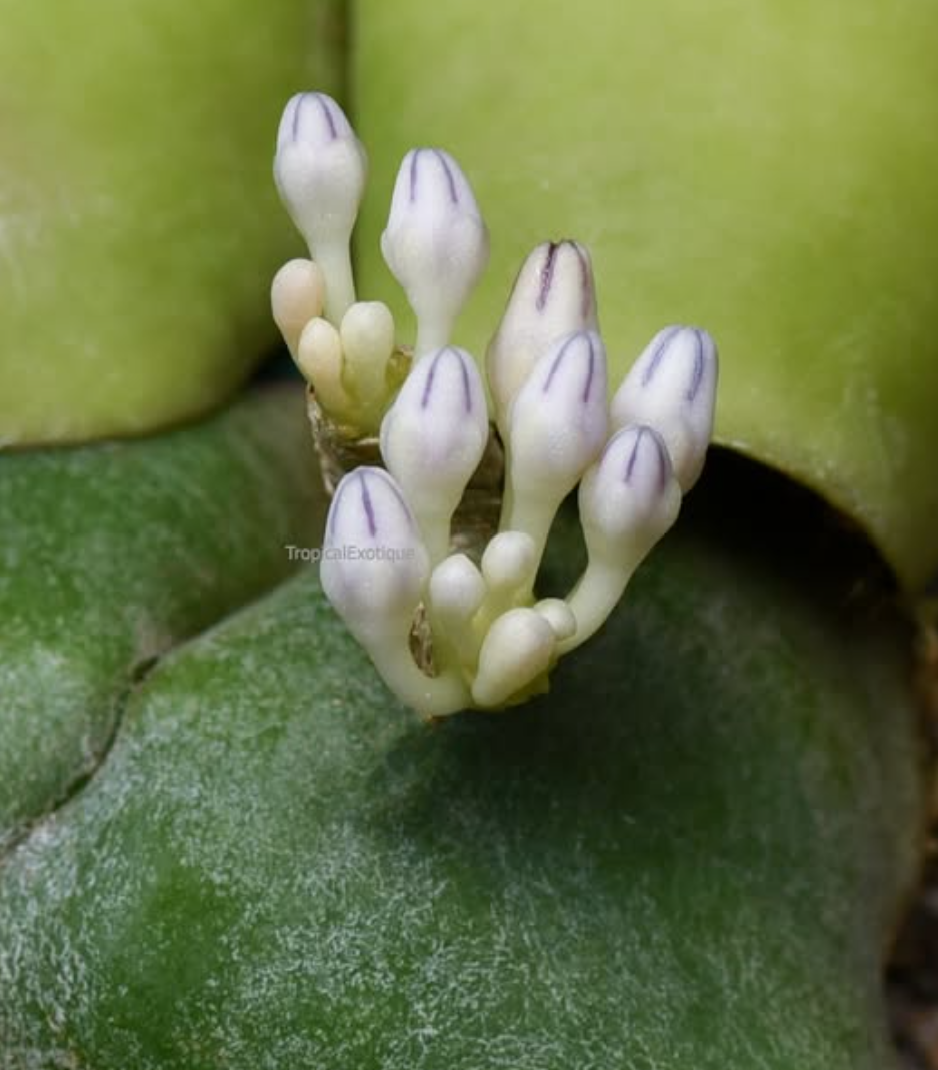 Dischidia cleistantha