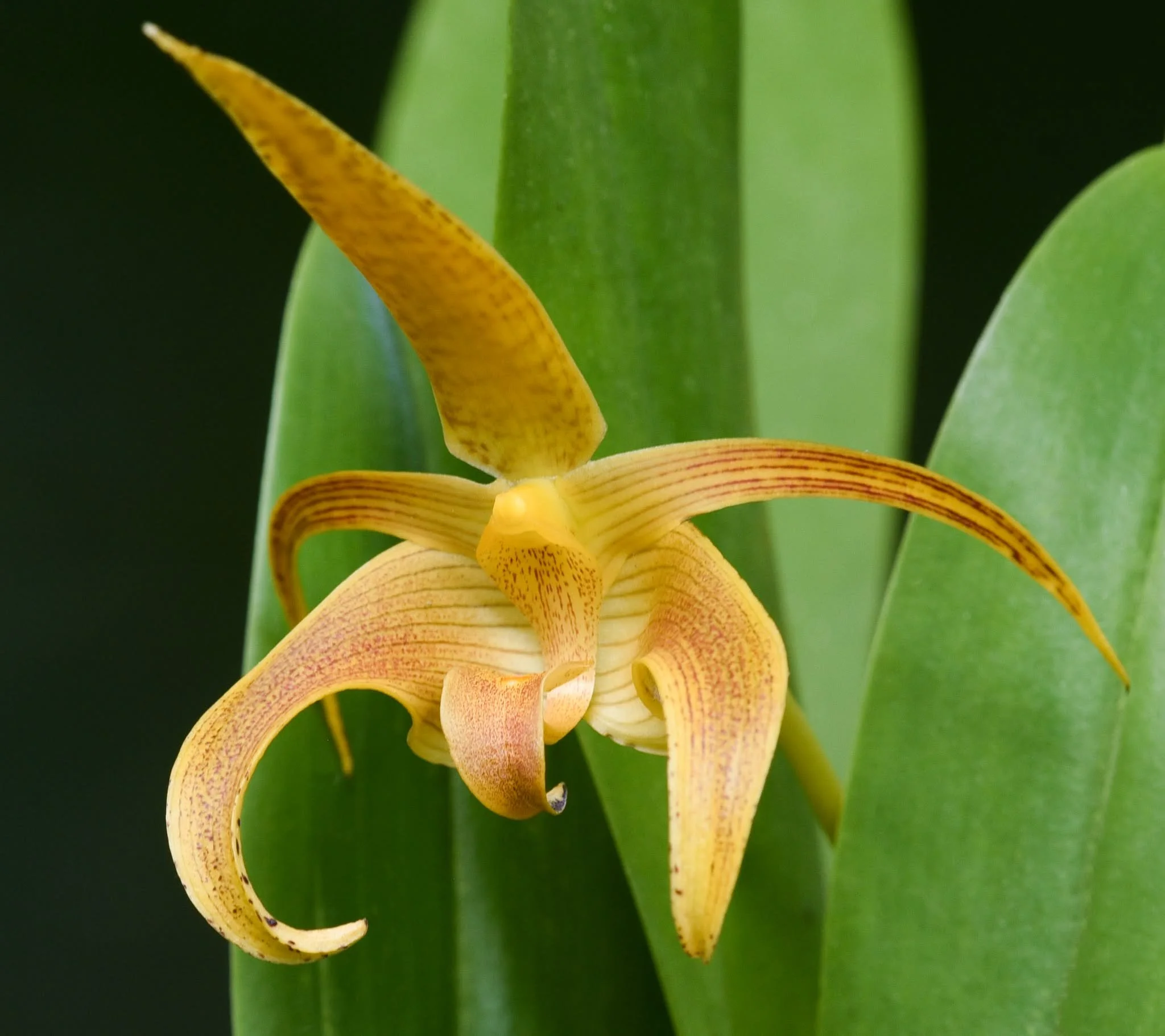 Bulbophyllum lobbii