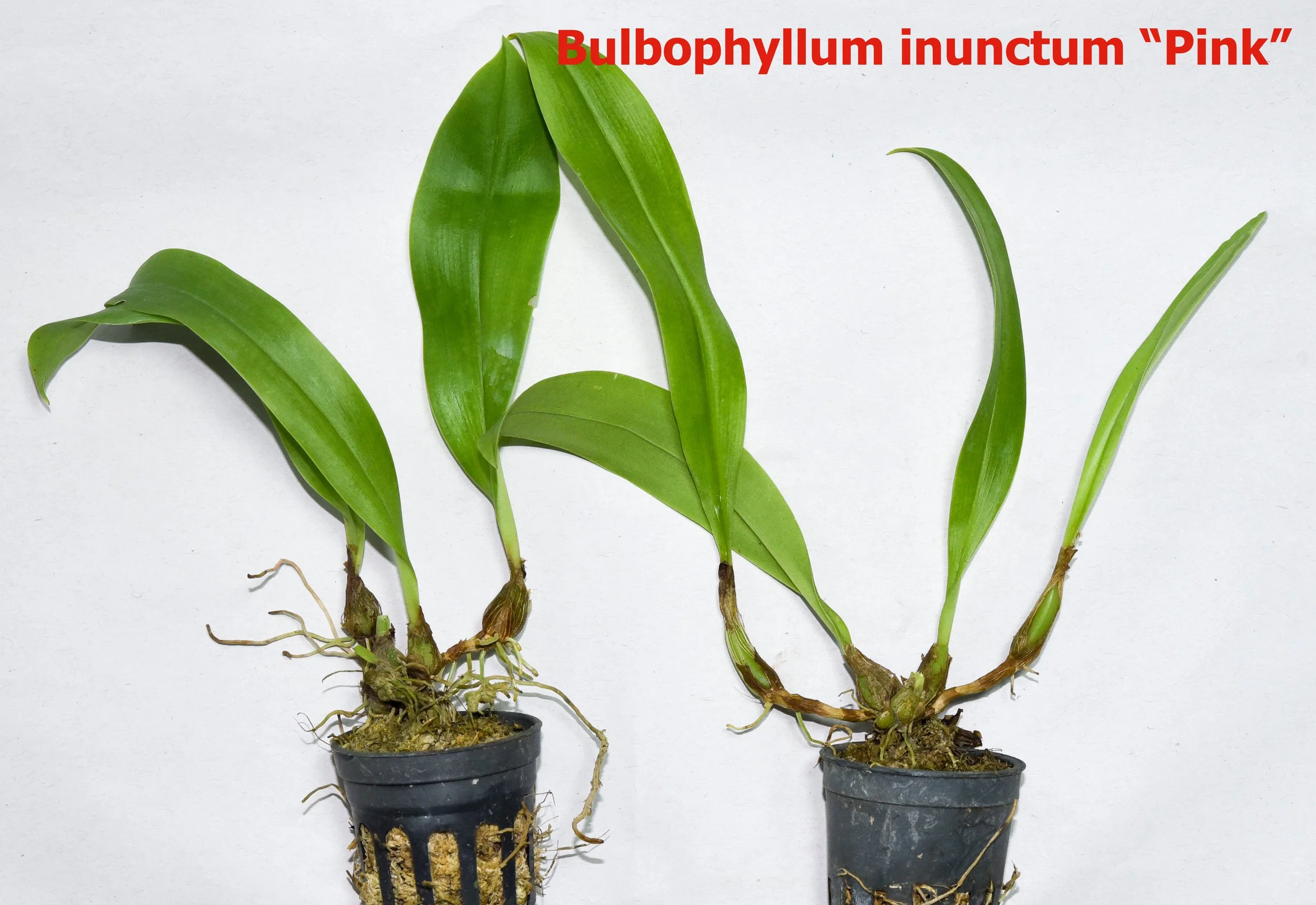 Bulbophyllum inunctum (Pink).jpg