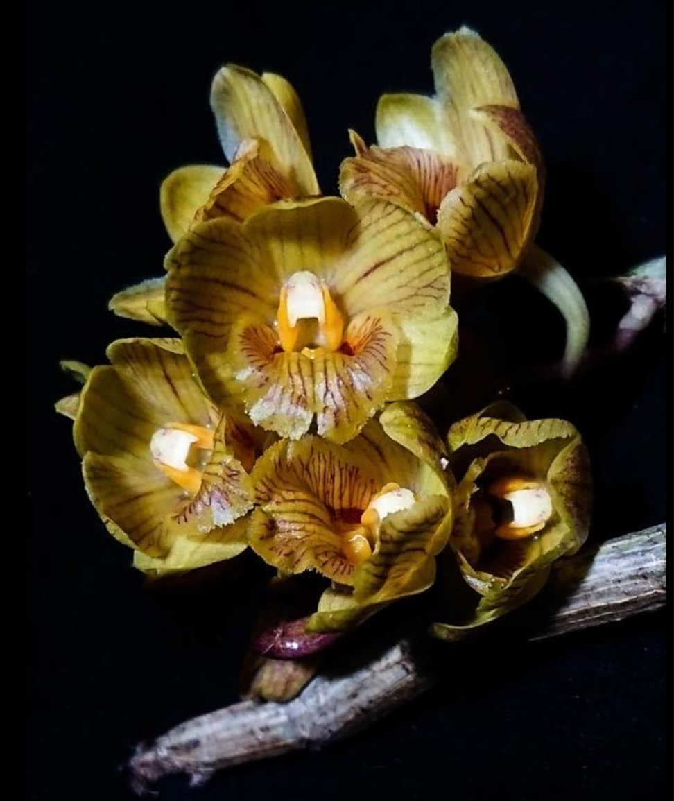 Dendrobium+sarawakense.png