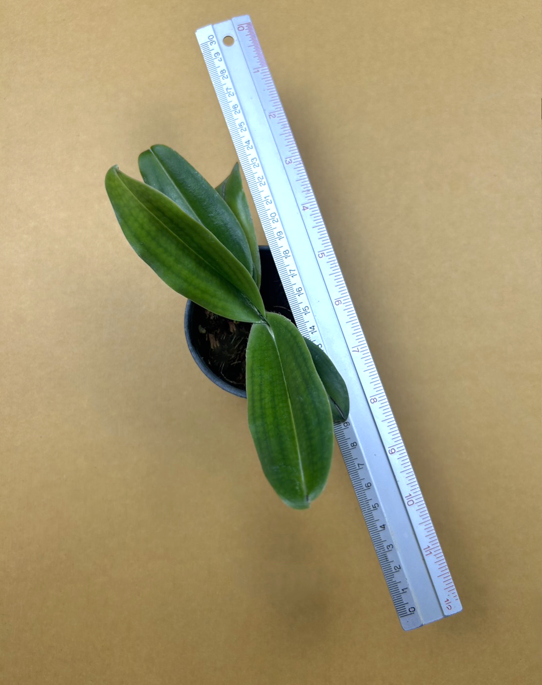 Paphiopedilum victoria-regina.png