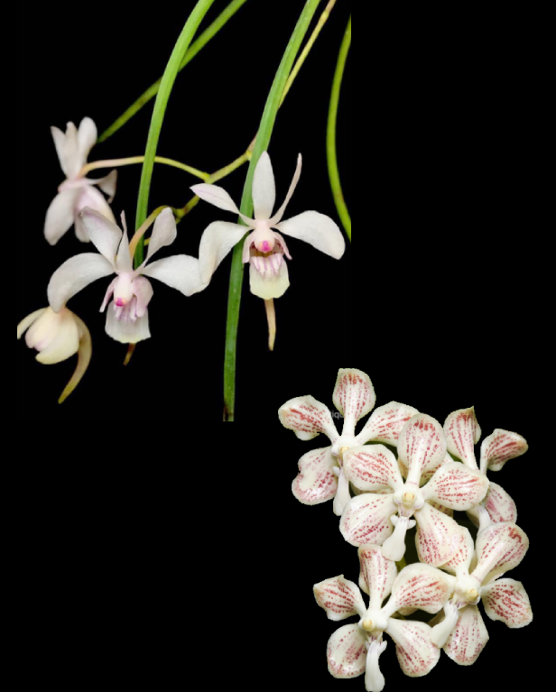 Holcoglossum lingulatum x Vanda jennae