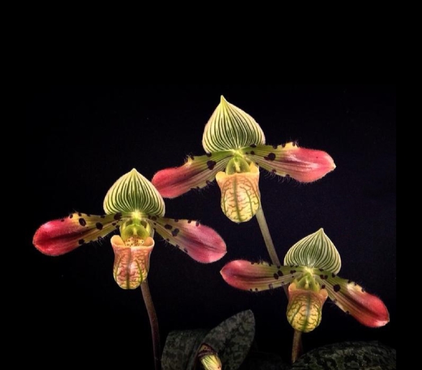 Paphiopedilum-venustum-67.png