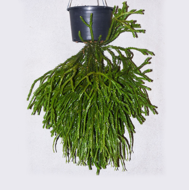 Huperzia sp. "Triangle Frond"