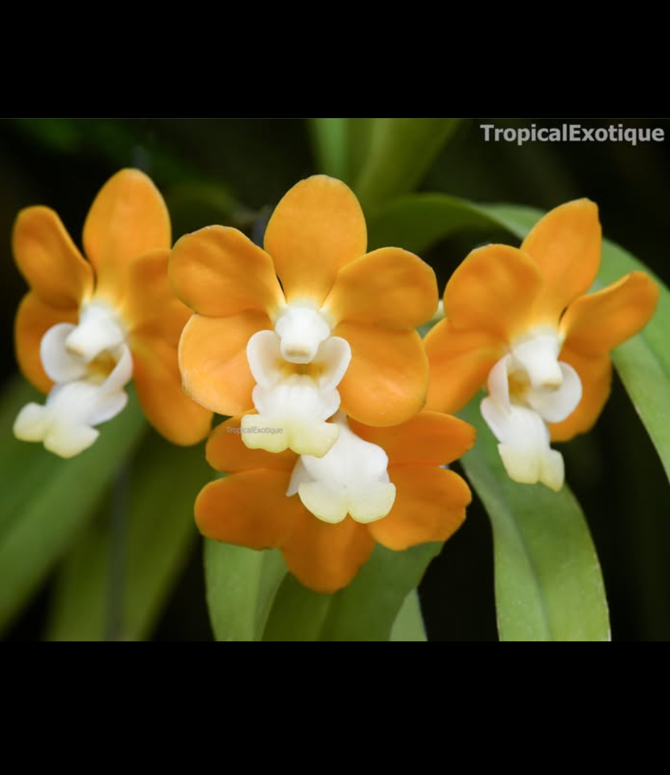 Vanda denisoniana (complex).png