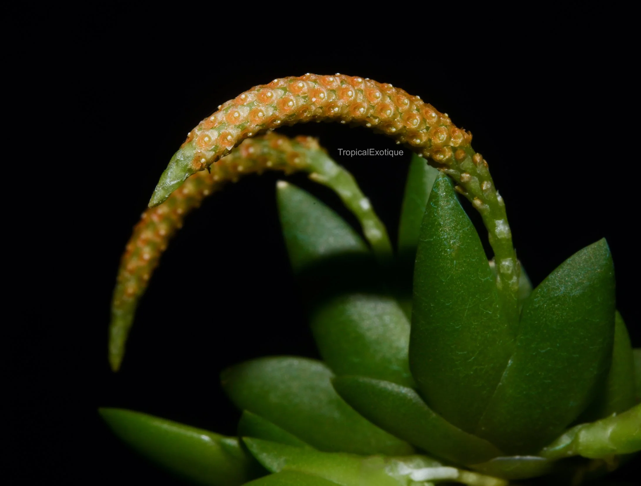 Oberonia seidenfadenii