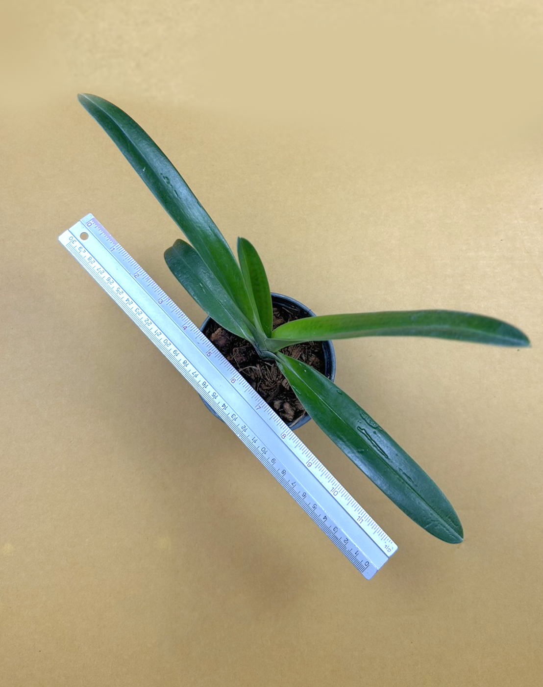 Paphiopedilum druryi.png