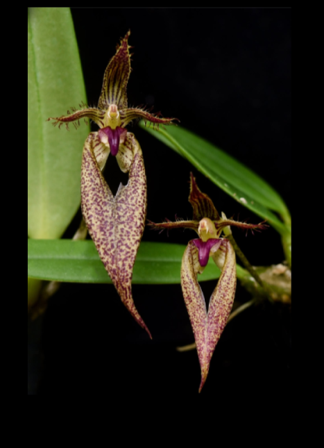 Bulbophyllum lasiochilum x Bulbophyllum rothschildianum