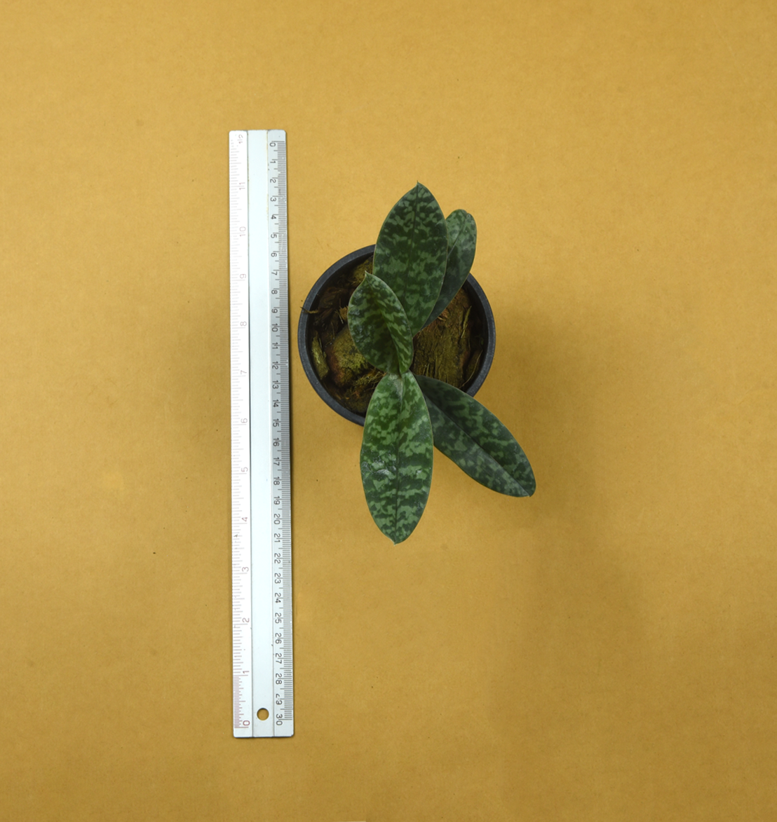 Paph.+venustum.png