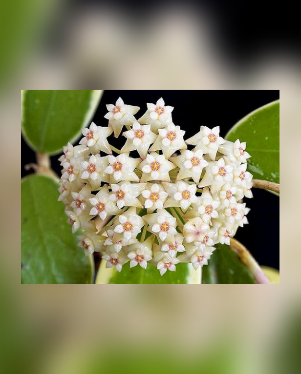 Hoya acuta "Variegata"
