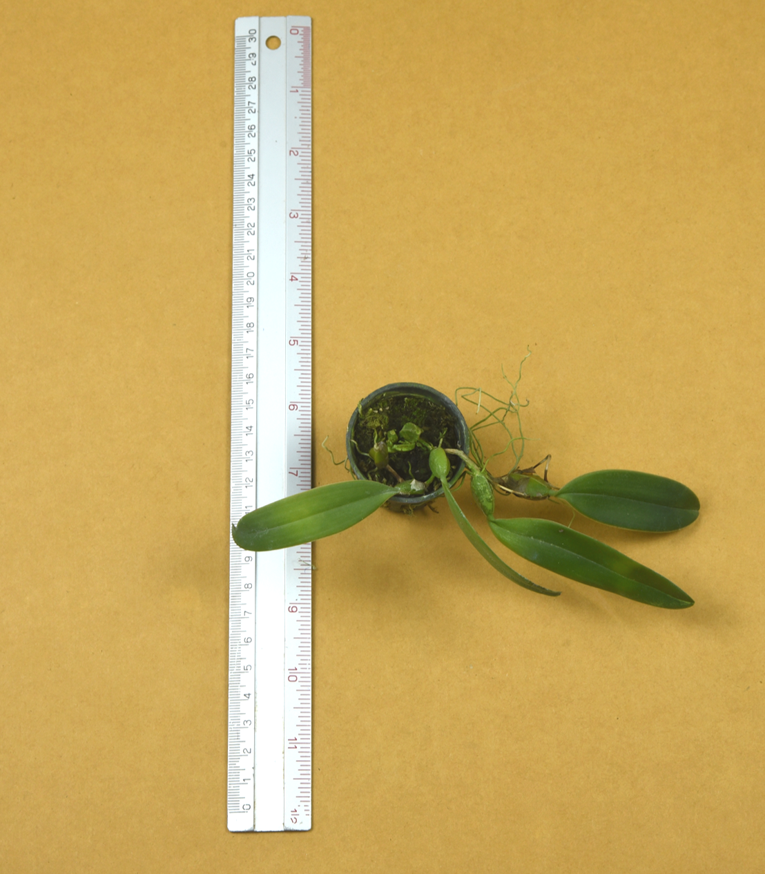 26+Bulb.+treschii+x+Bulb.+scotinochiton.png