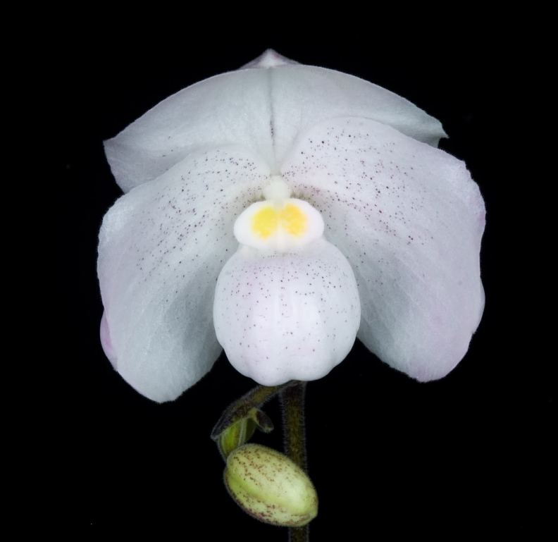 Paphiopedilum niveum