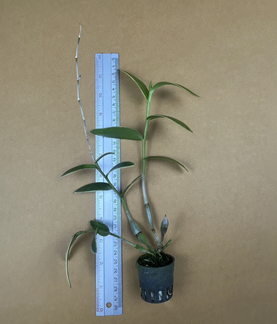28+Den.+crumenatum+Variegated.png