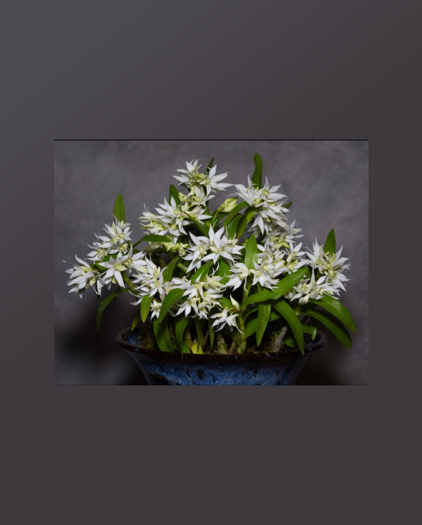Dendrobium cuspidatum