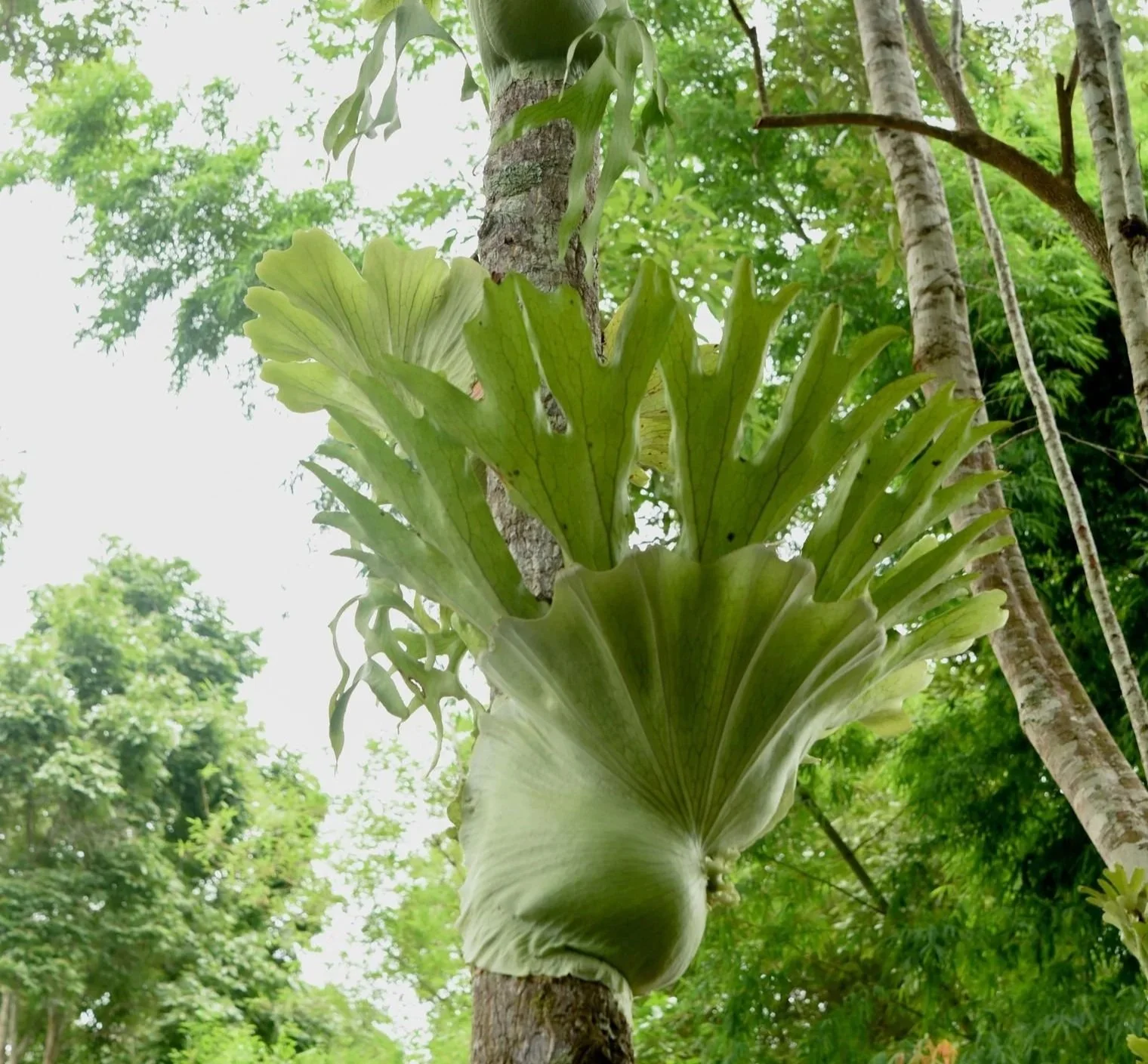 Platycerium holttumii