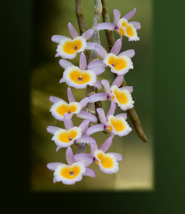 Dendrobium polyanthum (Laos form, pink with yellow lip)