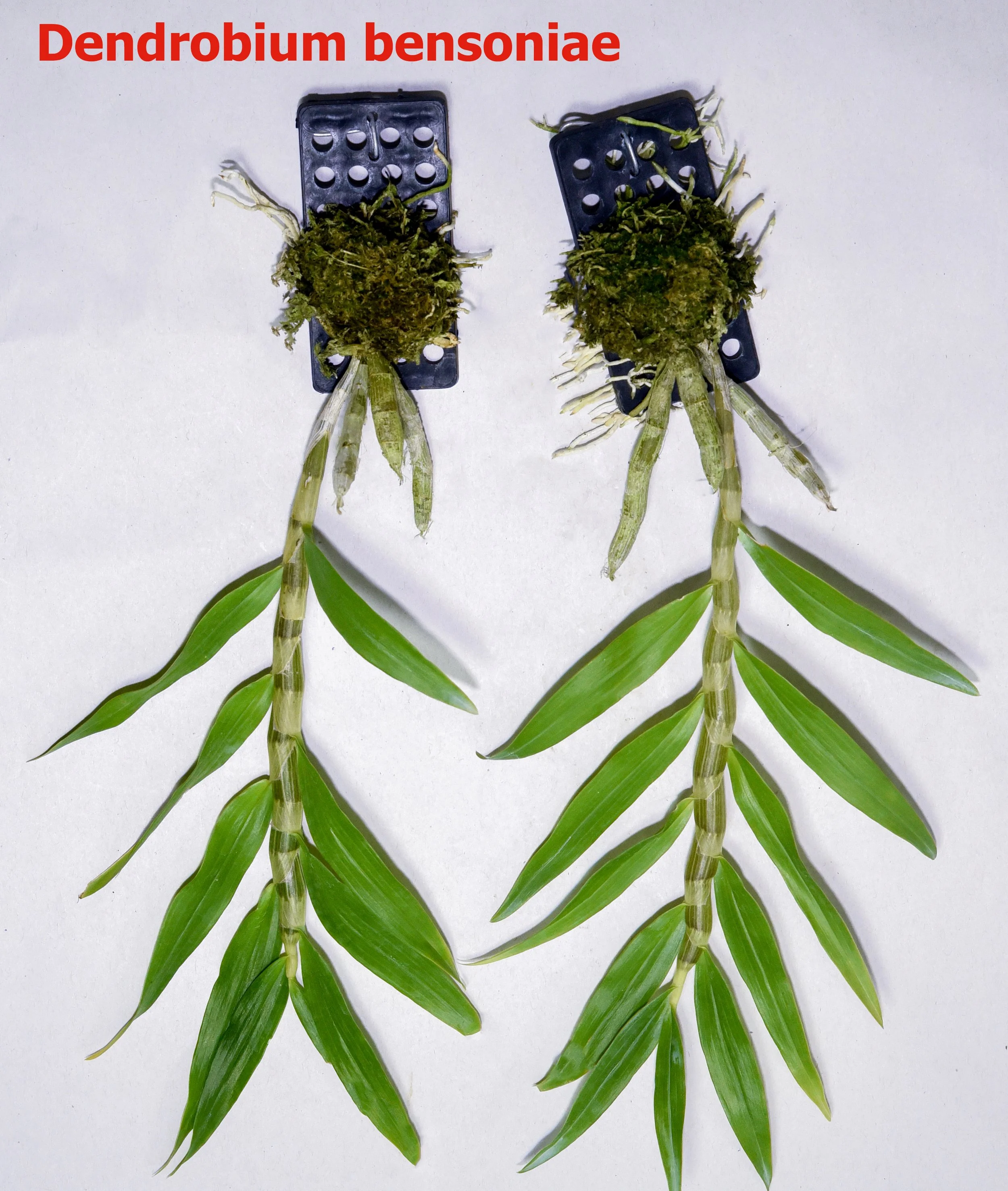 Dendrobium bensoniae2.jpg