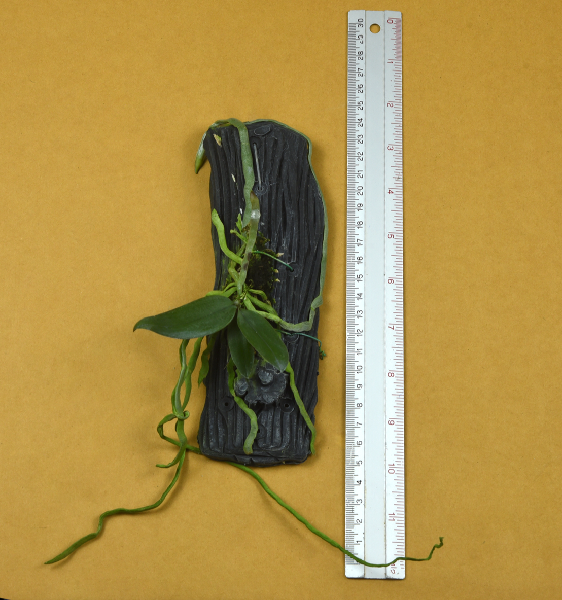 Phalaenopsis+stobartiana.png